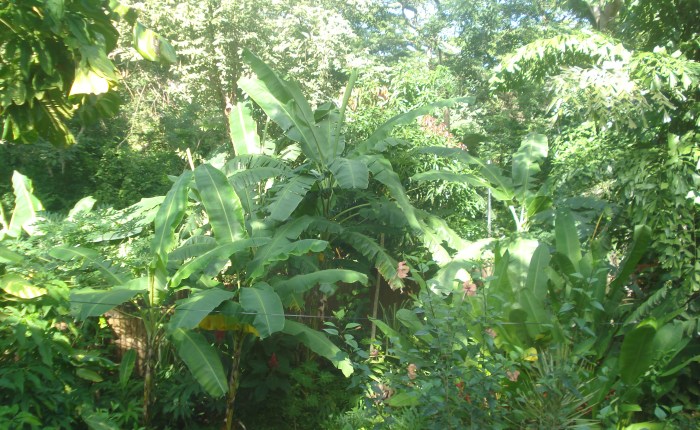 A Slice of Paradise in Costa Rica